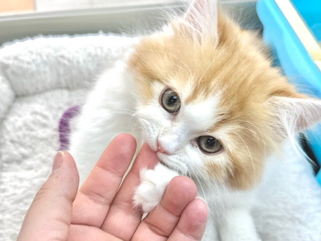 スコティッシュフォールド