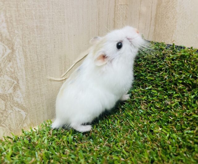 ロボロフスキーハムスター