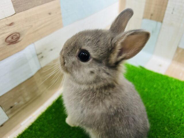 ネザーランドドワーフ