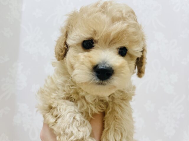 トイプードル
