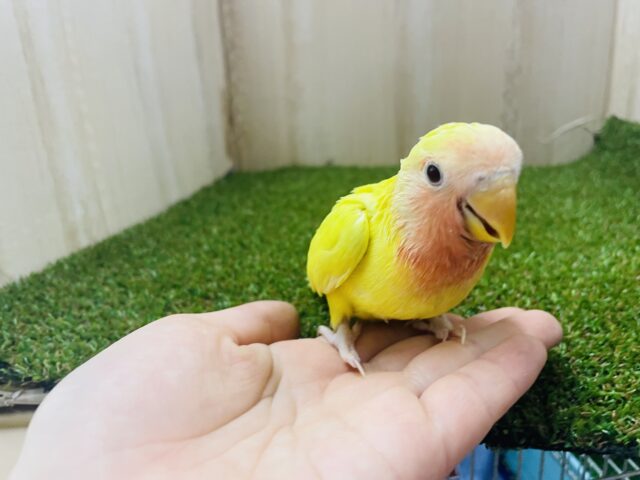 コザクラインコ（小桜インコ）