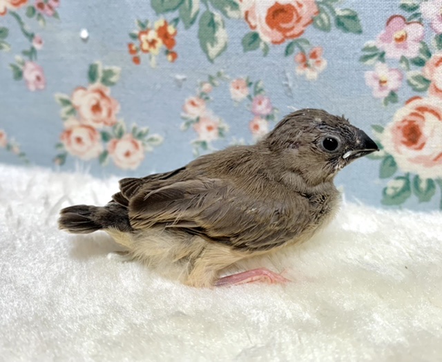 錦花鳥（キンカチョウ）