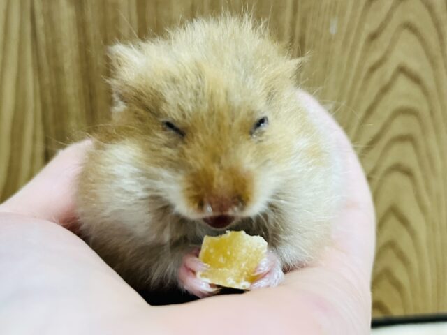 ゴールデンハムスター