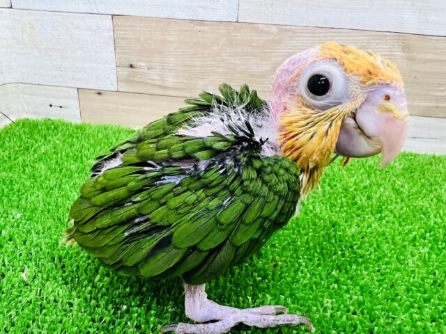 シロハラインコ