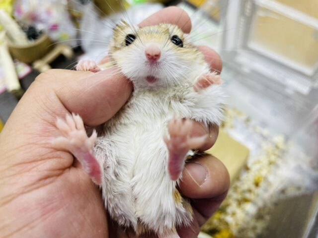 マカロニマウス（ファットテールジャービル、オブトアレチネズミ）