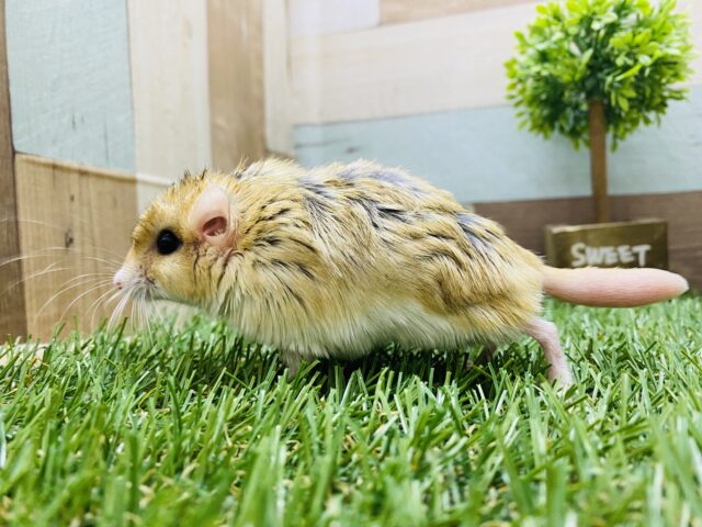 マカロニマウス（ファットテールジャービル、オブトアレチネズミ）