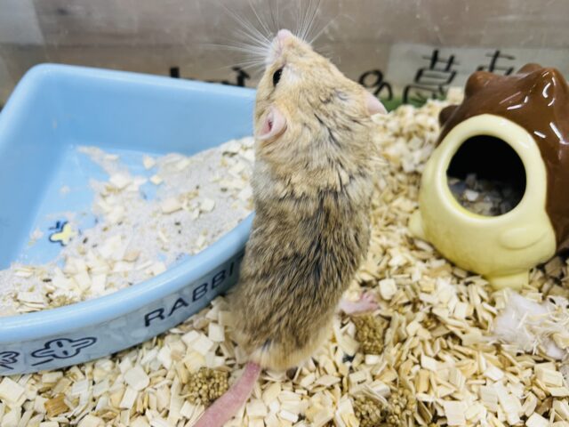 マカロニマウス（ファットテールジャービル、オブトアレチネズミ）