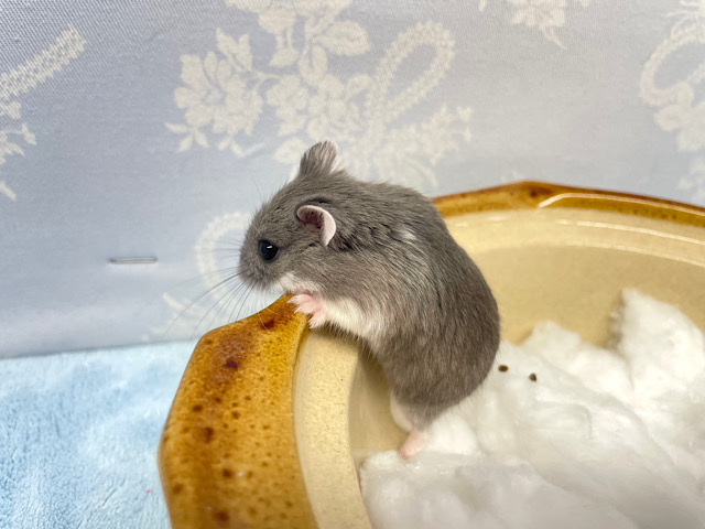 ロボロフスキーハムスター