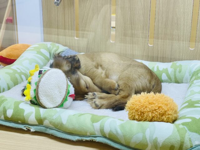 ミニチュアダックス