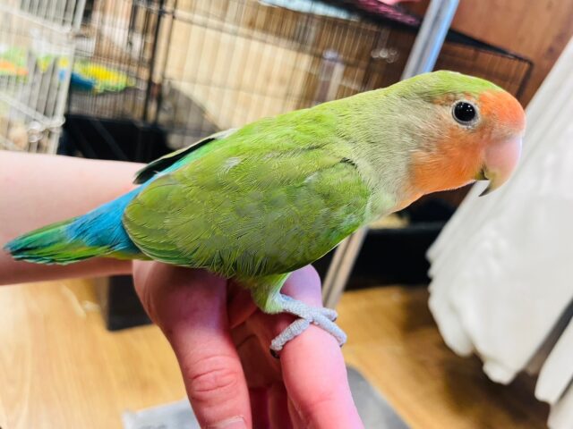 コザクラインコ（小桜インコ）