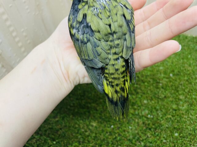 サザナミインコ