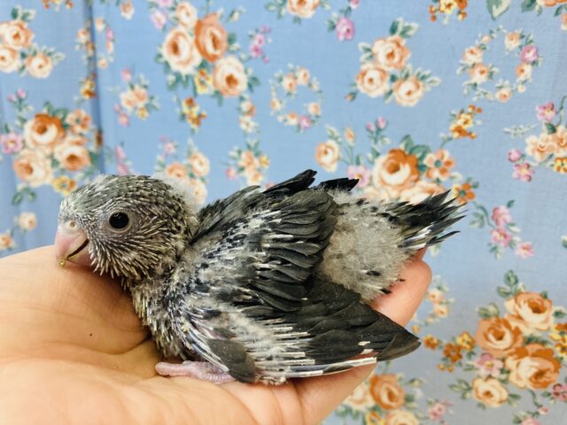 サザナミインコ