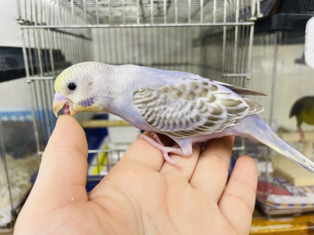 セキセイインコ