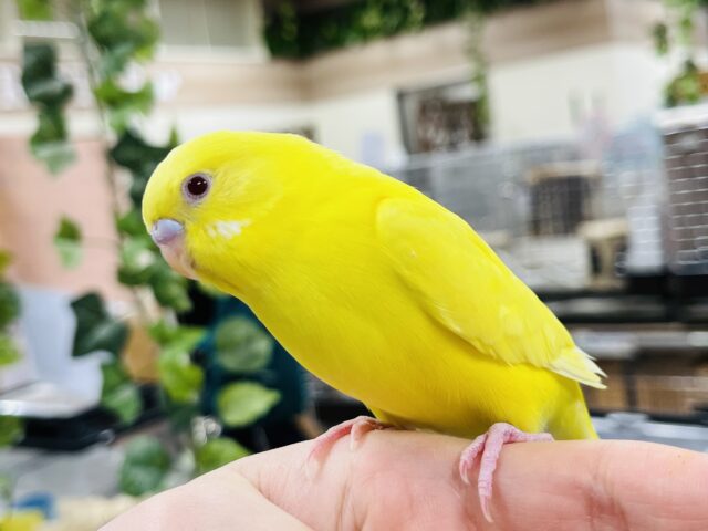 セキセイインコ