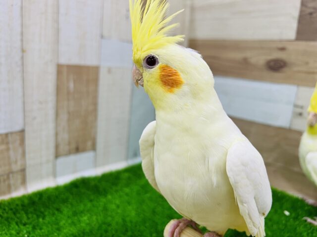 オカメインコ
