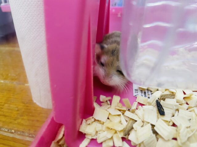 ロボロフスキーハムスター