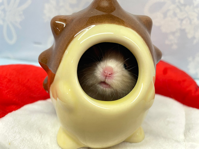 ん?ハリネズミ🦔?サテンハムスター男の子2023年1月生まれ ゴールデンハムスター