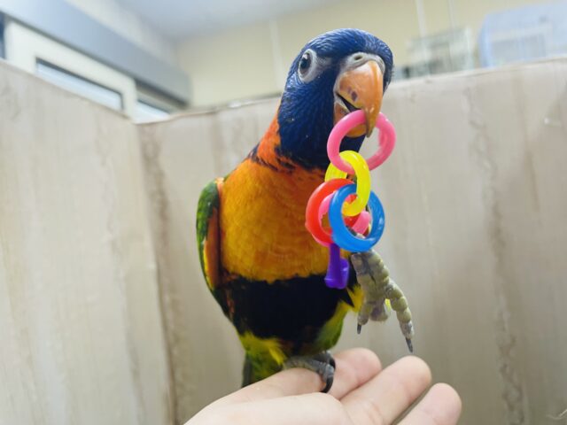 アカエリゴシキセイガイインコ