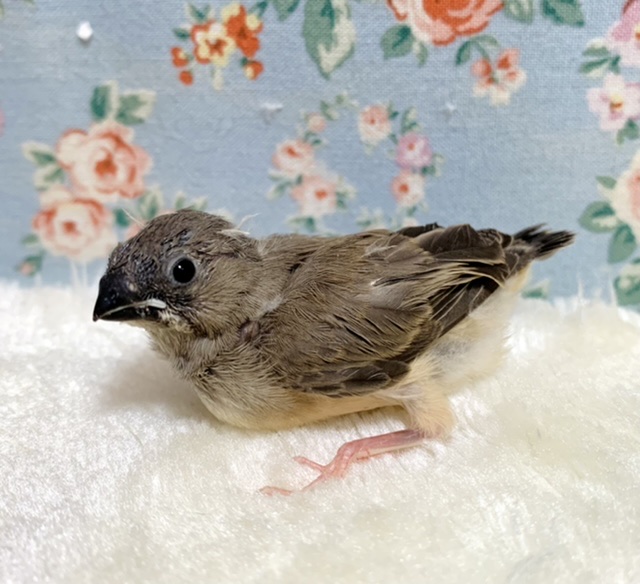 錦花鳥（キンカチョウ）