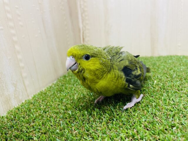 サザナミインコ