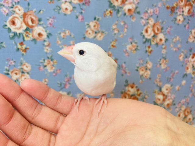白文鳥