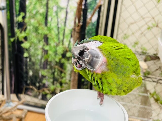 コミドリコンゴウインコ