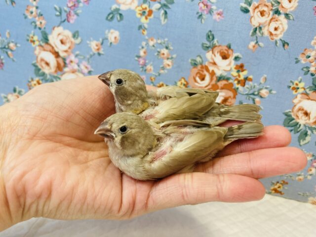 錦花鳥（キンカチョウ）