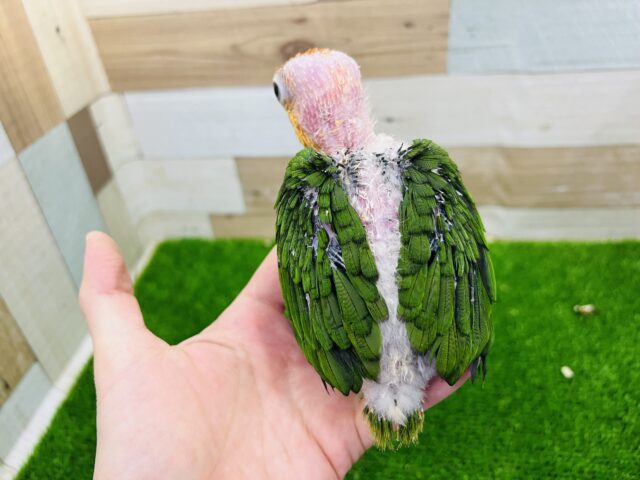 シロハラインコ