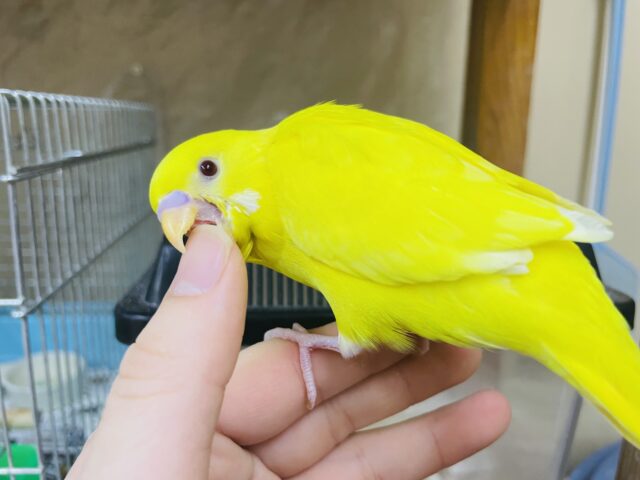 セキセイインコ