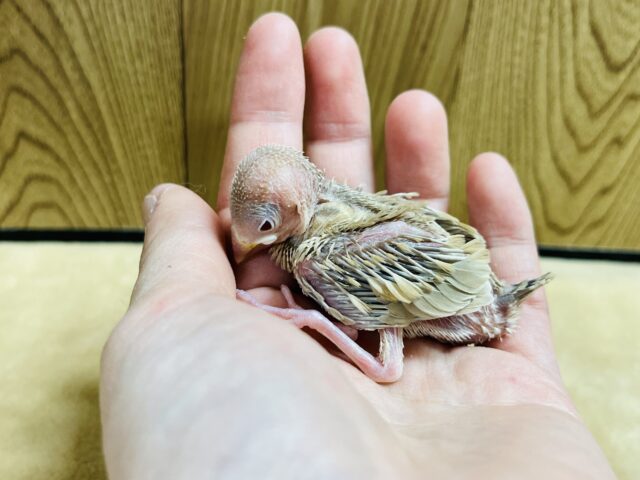 シナモン文鳥