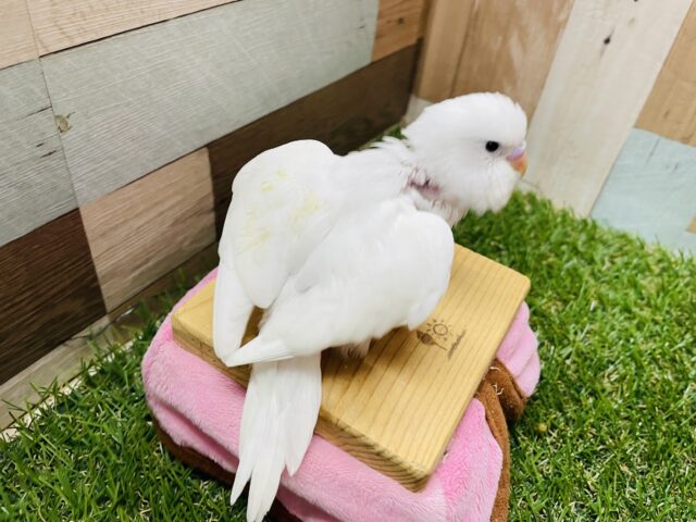 セキセイインコ