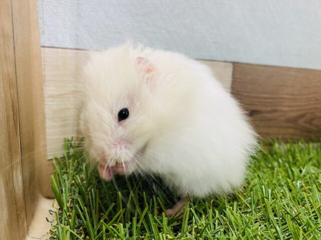 ゴールデンハムスター