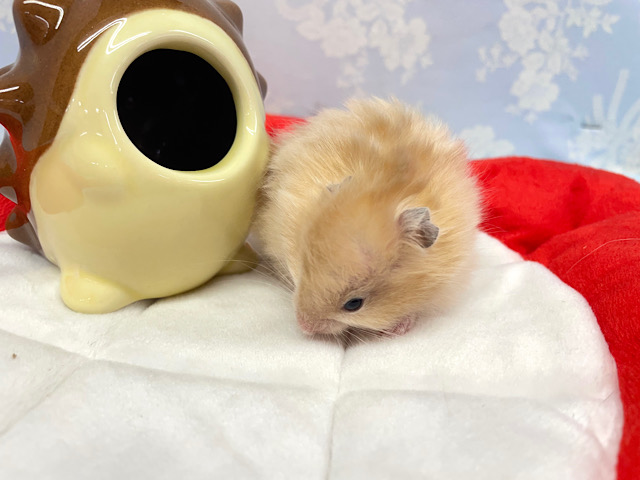 ん?ハリネズミ🦔?サテンハムスター男の子2023年1月生まれ ゴールデンハムスター