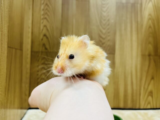 ゴールデンハムスター