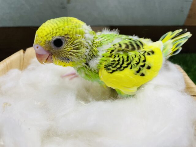 セキセイインコ