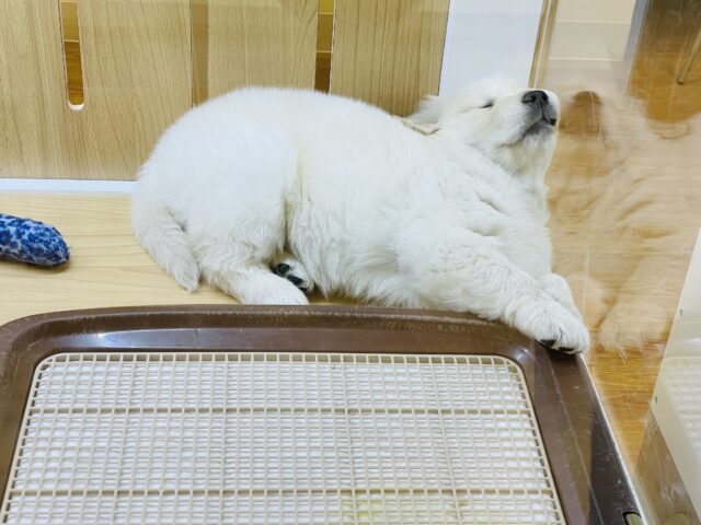 ゴールデンレトリバー