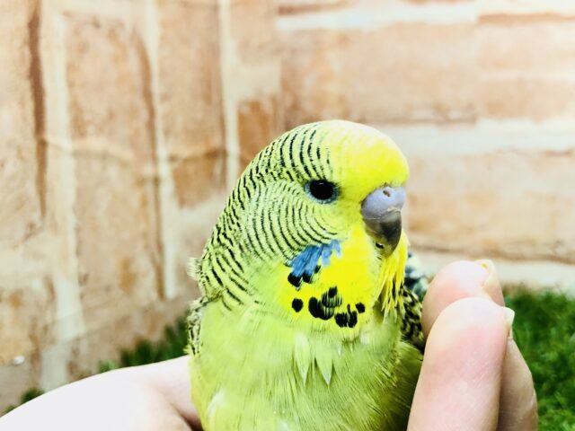 ジャンボセキセイインコ