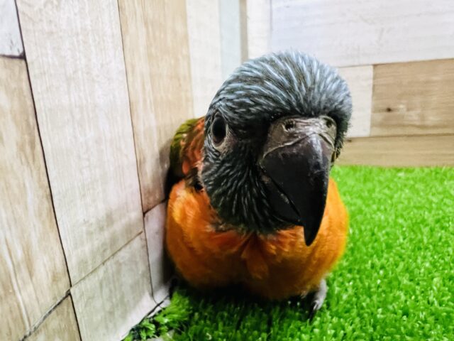 ゴシキセイガイインコ