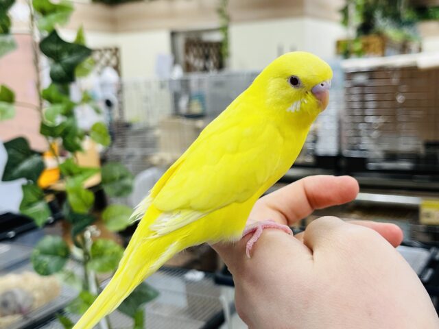 セキセイインコ