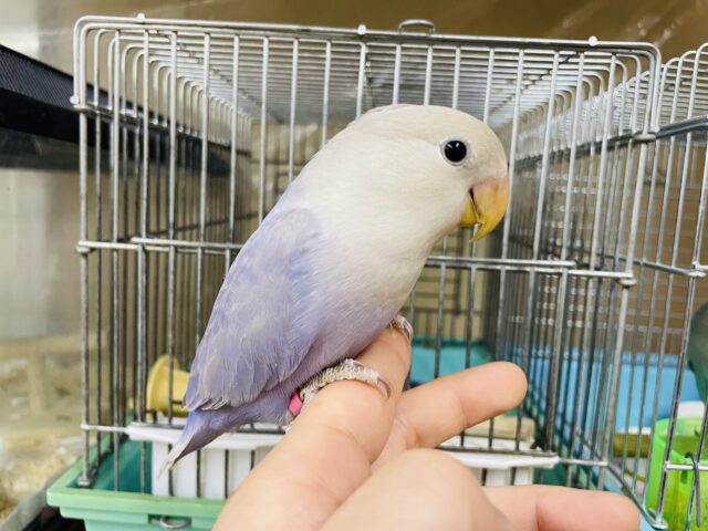 コザクラインコ（小桜インコ）