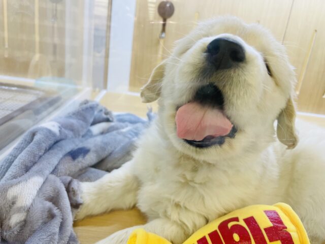 ゴールデンレトリバー