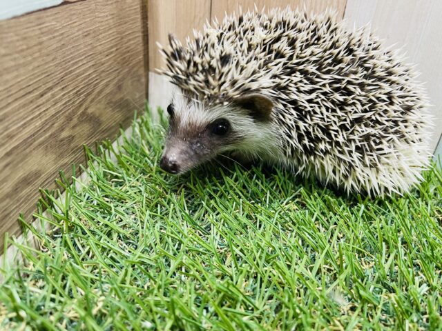 ハリネズミ（ヨツユビハリネズミ）