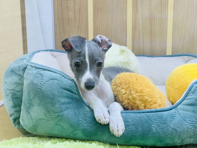 イタリアングレーハウンド