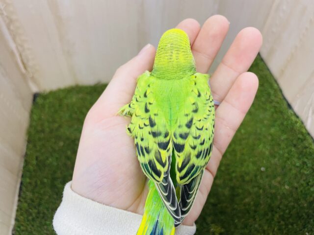 セキセイインコ