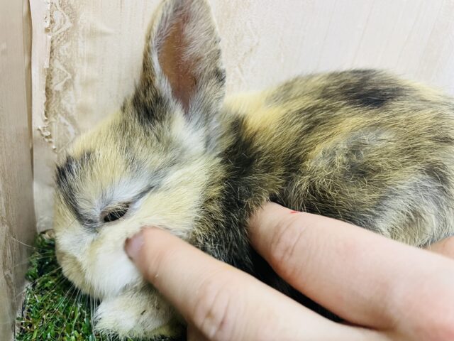 ネザーランドドワーフ