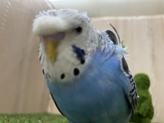 羽衣セキセイインコ