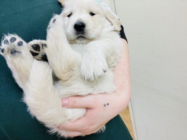 ゴールデンレトリバー