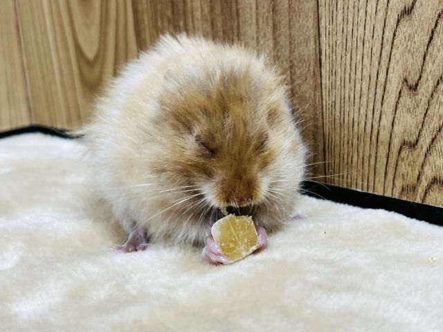 ゴールデンハムスター