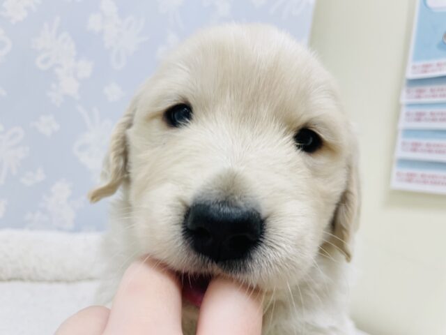 ゴールデンレトリバー