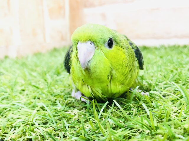 サザナミインコ
